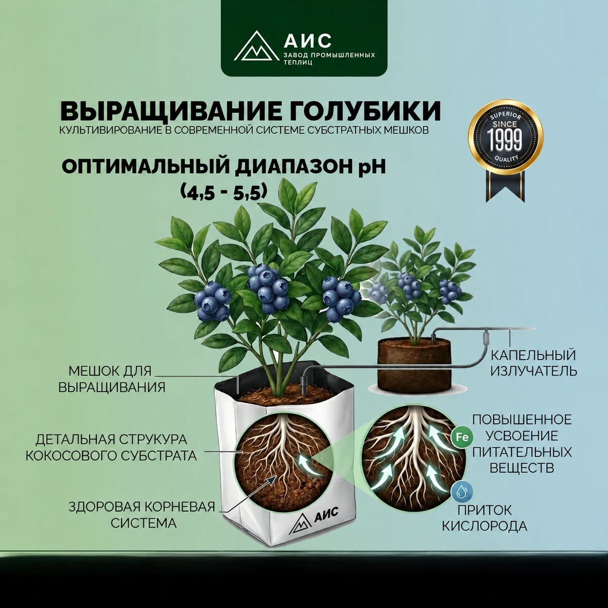 Выращивание голубики в кокосовом субстрате