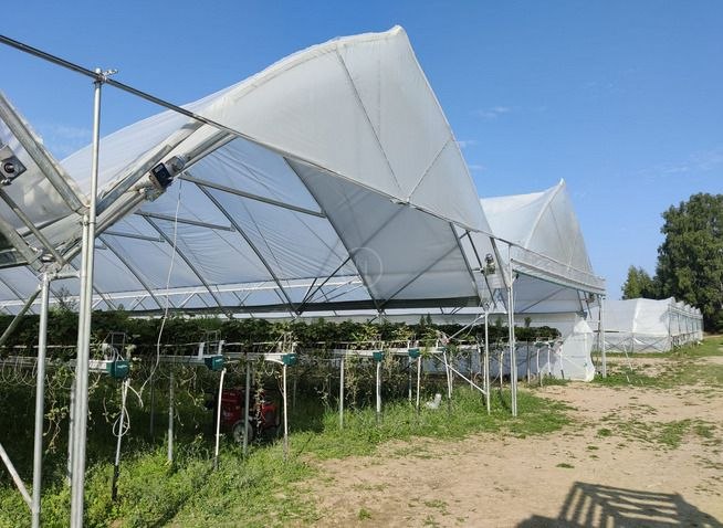 Полное открытие ягодного тоннеля — ракурс 2